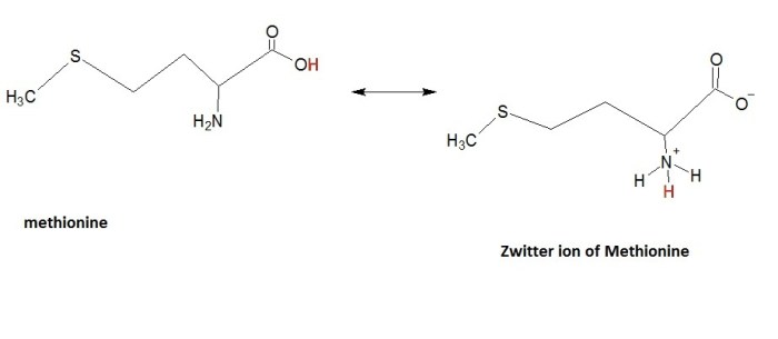 Modify methionine zwitterion lysine predominant its atoms bonds