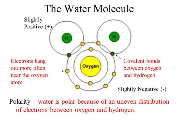 Covalent bonds bonding ionic chemical worksheet atoms electrons sharing anatomy hydrogen atom oxygen two carbon polar shared pairs each only