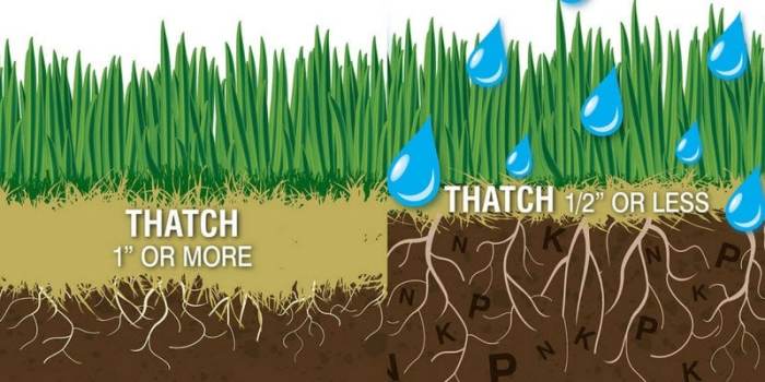 Turf soil samples should include the foliage and thatch layer.